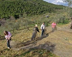 Setting out nets for the olive harvest